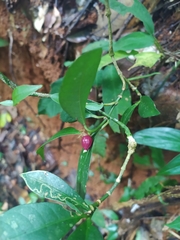 Eumachia kappleri
