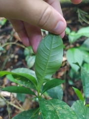Eumachia kappleri