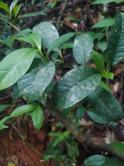Eumachia kappleri