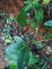 Eumachia kappleri