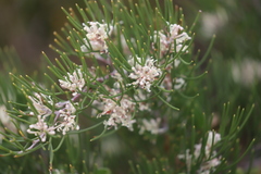 Hakea trifurcata