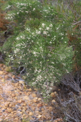 Hakea trifurcata