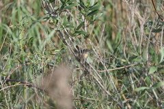 Cistothorus palustris