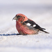 White-winged Crossbill - Photo (c) Philippe Hénault, some rights reserved (CC BY-NC), uploaded by Philippe Hénault