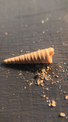 Turritella