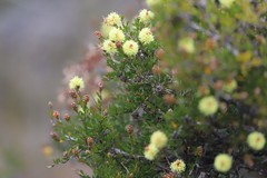 Melaleuca aurea