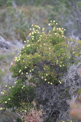 Melaleuca aurea