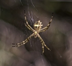 Argiope argentata