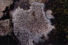 Lecanora pseudistera