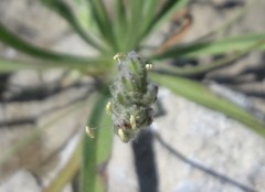 Plantago sericea