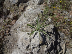 Plantago sericea