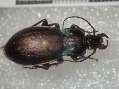 Carabus nemoralis prasinotinctus