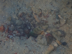 Cryptocentrus melanopus