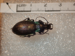 Carabus nemoralis prasinotinctus