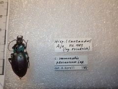 Carabus nemoralis prasinotinctus