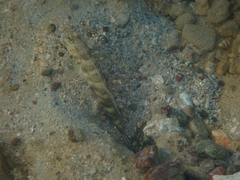 Cryptocentrus melanopus