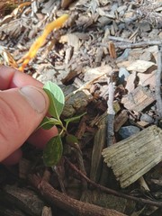 Cotoneaster frigidus