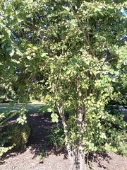 Cotoneaster frigidus
