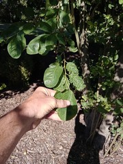 Cotoneaster frigidus