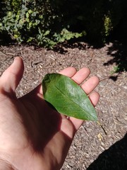 Cotoneaster frigidus