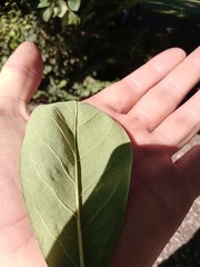 Cotoneaster frigidus