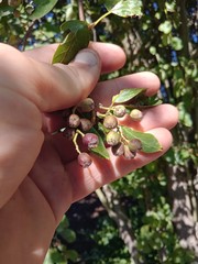 Cotoneaster frigidus