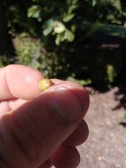Cotoneaster frigidus