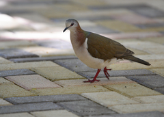 Caribbean Dove photo 2