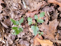 Sceptridium oneidense