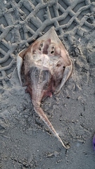 Rostroraja eglanteria