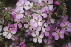 Leptospermum sericeum