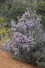 Leptospermum sericeum