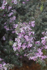 Leptospermum sericeum