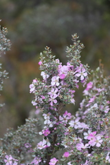 Leptospermum sericeum