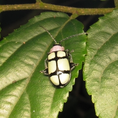 Omophoita octoguttata