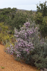 Leptospermum sericeum