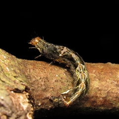 Noctuoidea