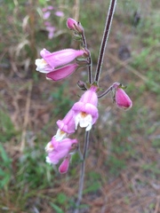 Penstemon australis