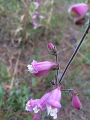 Penstemon australis