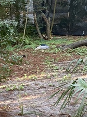 Nycticorax nycticorax image