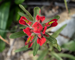 Castilleja affinis affinis
