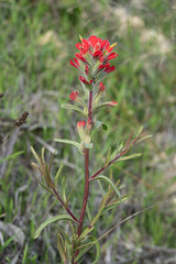 Castilleja affinis affinis