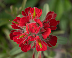 Castilleja affinis affinis