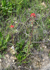 Castilleja affinis affinis