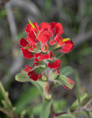 Castilleja affinis affinis