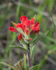 Castilleja affinis affinis