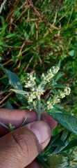 Buddleja crotonoides