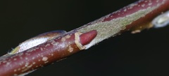 Salix miyabeana