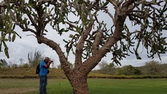 Dendrocereus nudiflorus
