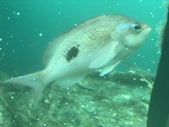 Caesioperca lepidoptera